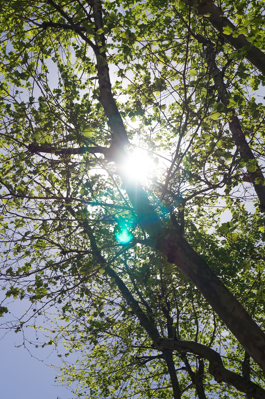 naples, trees, light, sun, green, dom, sky, reflections, lens HD wallpaper