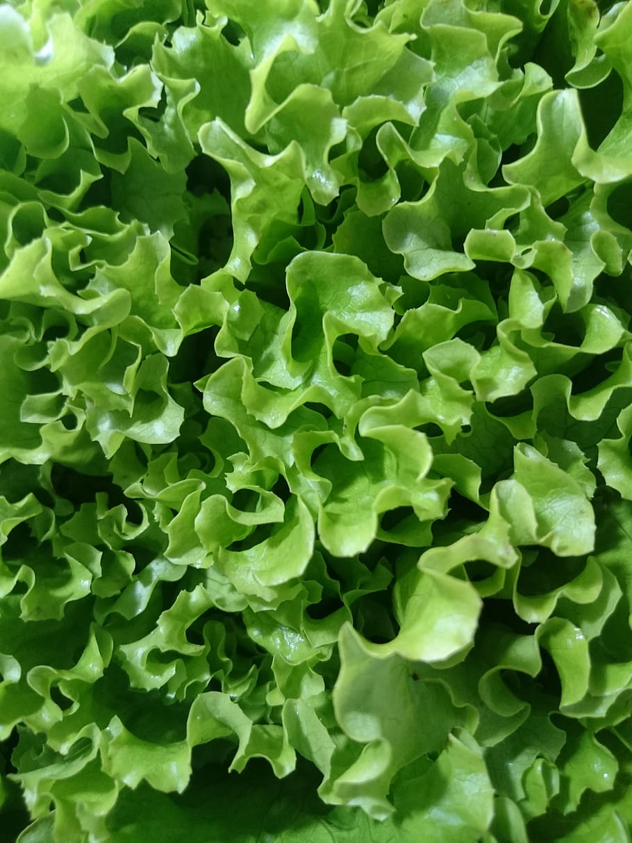 Hd Wallpaper Lettuce Green Diet Close Up Form Food Summer Background Wallpaper Flare 1928