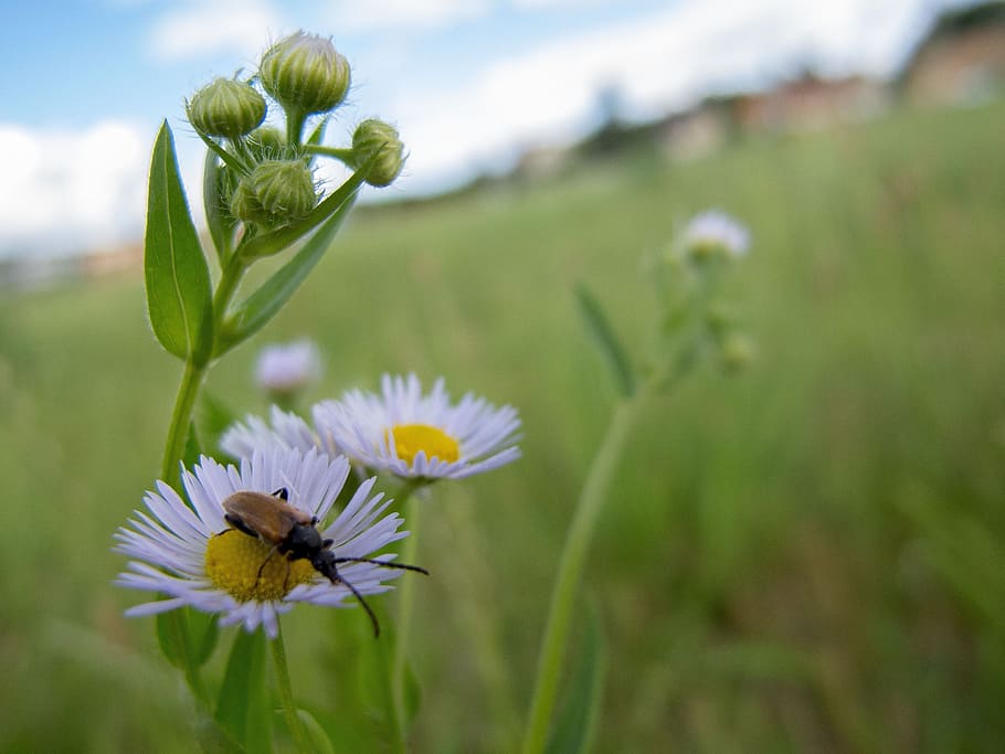flower, beetle, grass, green, summer, nature, flowering plant HD wallpaper