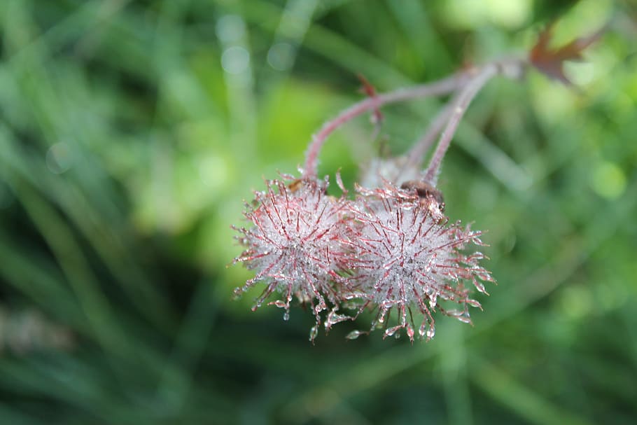 flowers, drops, rain, flora, wet, plant, flowering plant, beauty in nature HD wallpaper