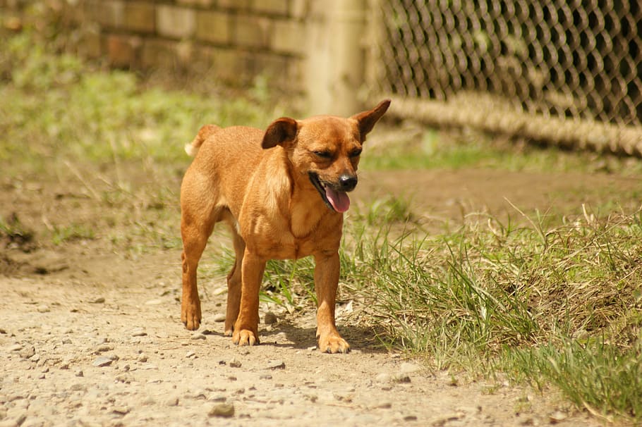 Fauna, Ulloa, Risaralda, Colombia, dog, animal themes, domestic animals HD wallpaper