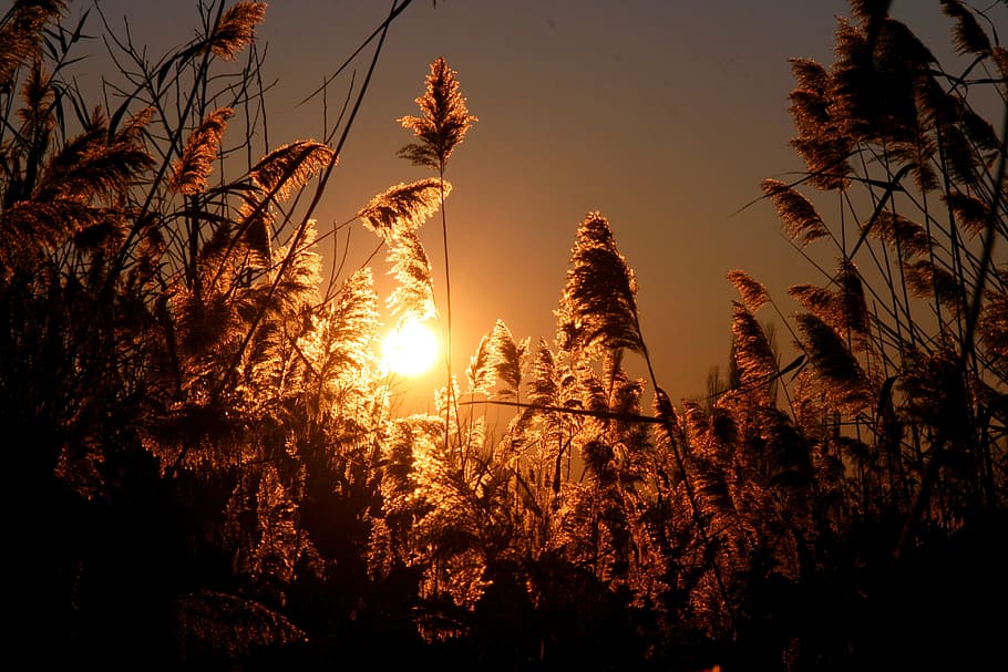 silhouette of plants during sunset, reed, light, shadow, red HD wallpaper