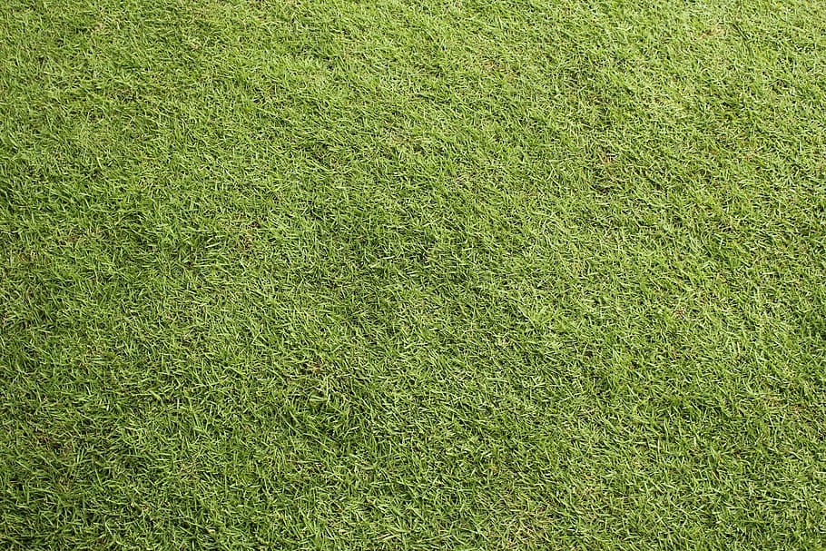 photo of green grass during daytime, plants, leaves, garden HD wallpaper