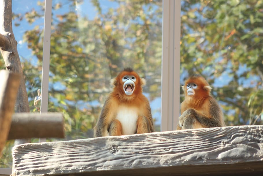 Golden Monkey, Everland Zoo, rhinopithecus roxellana, animal themes, HD wallpaper