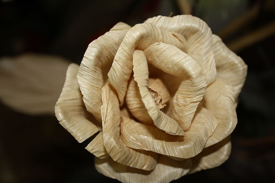rosa, straw, detail, hand, human hand, close-up, human body part HD wallpaper