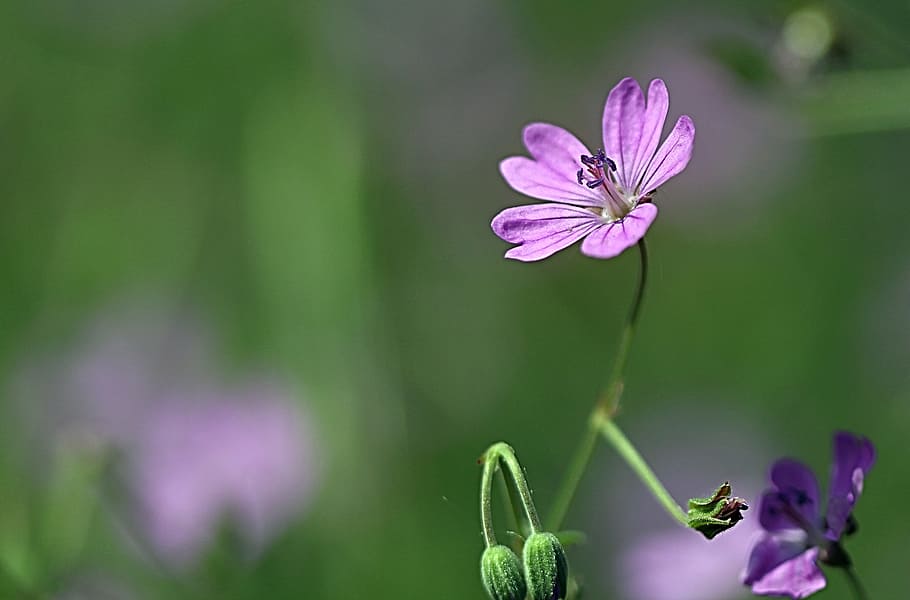plant, flower, close, macro, nature, blossom, bloom, purple HD wallpaper
