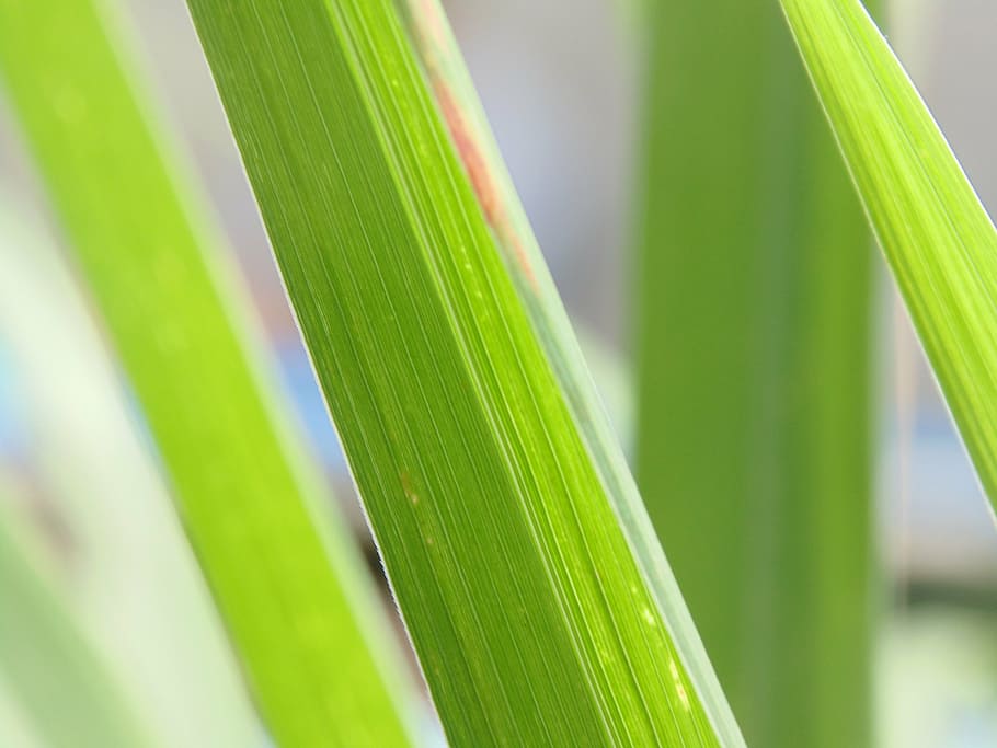 macro, leaves, green, camera, sony, green color, plant part HD wallpaper