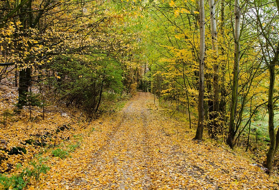 pathway covered with fallen withered leaves between inline trees HD wallpaper