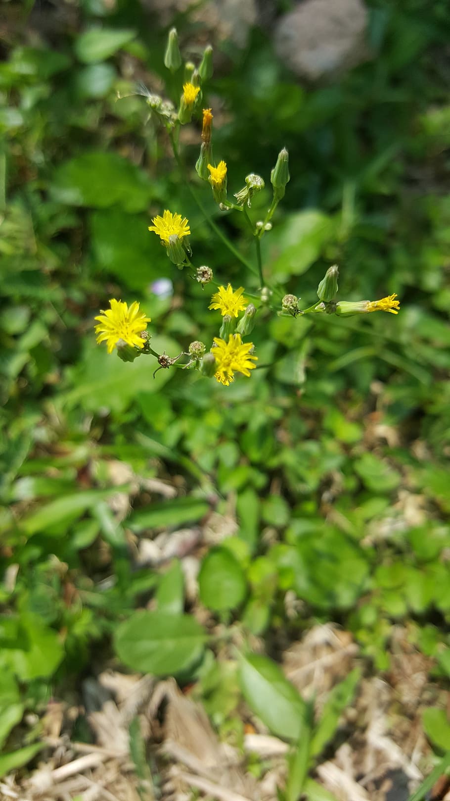 yellow, sharp, flower, design, white, green, creative, color HD wallpaper