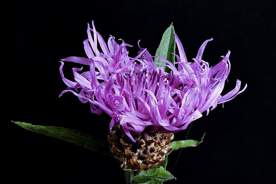 purple lesser burdock flower, had knapweed, blossom, bloom, close, HD wallpaper