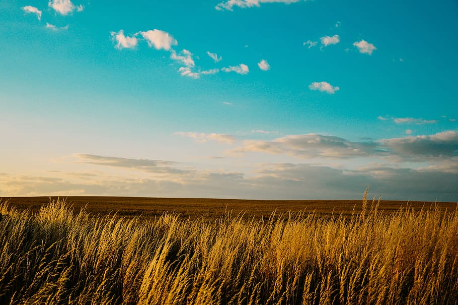 grass field under blue sky, countryside, wheat, nature, summer