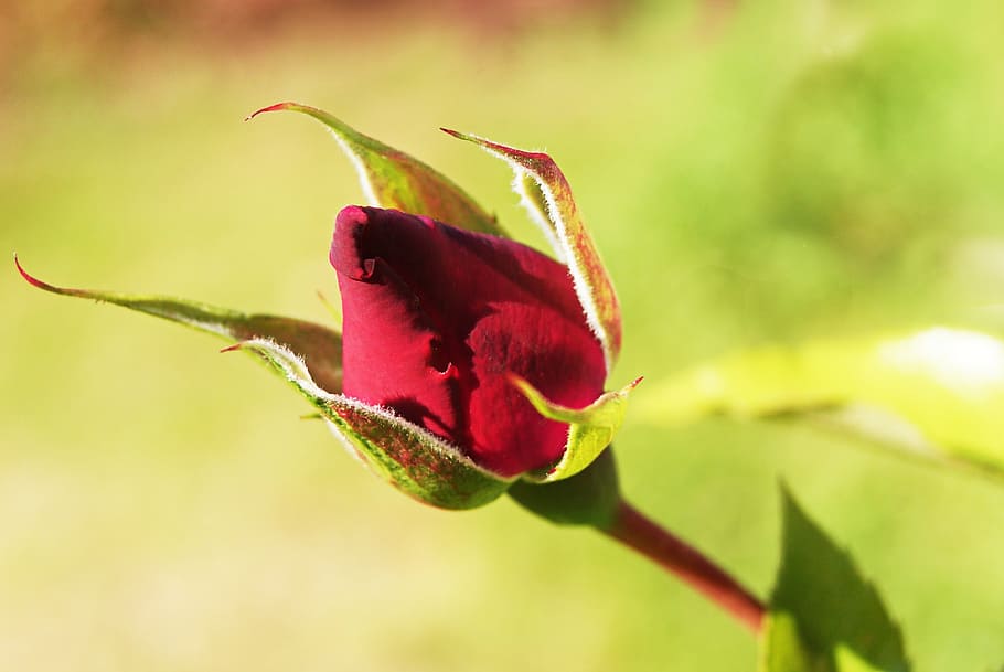 pink, flower bud, red, rosebush, plant, beauty in nature, flowering plant HD wallpaper