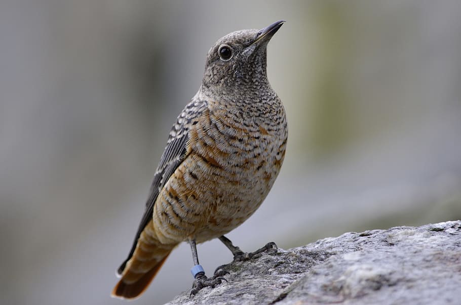 Bird, Close, Plumage, Animal, bill, one animal, animal wildlife HD wallpaper