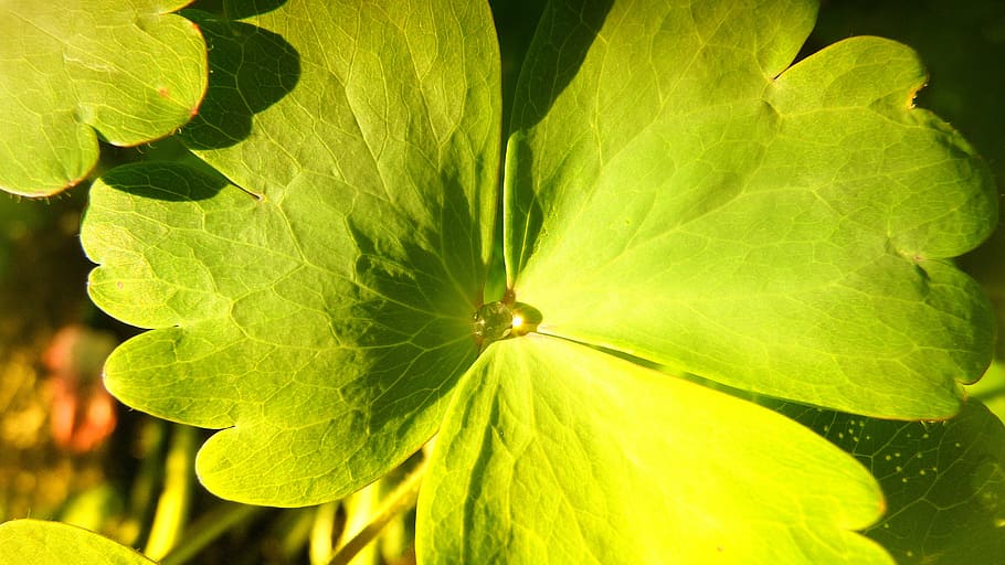 leaf, rain, drop, green, plant, fresh, nature, water, wet, dew HD wallpaper