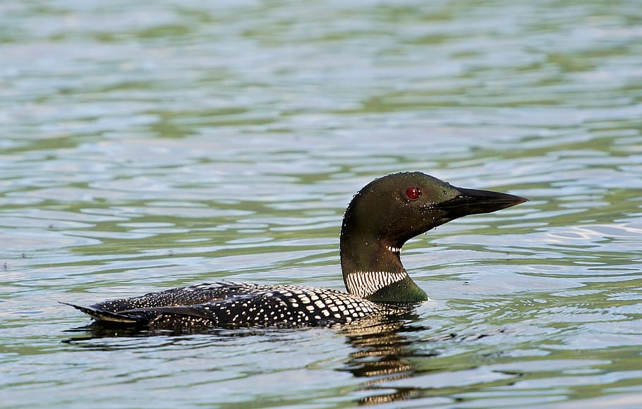 loon, lake, water, animal wildlife, animals in the wild, animal themes HD wallpaper