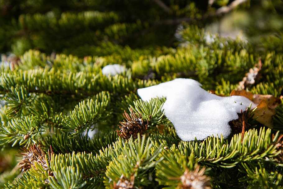 Nature, Pine, Snow, Winter, White, green, frost, needles, cone HD wallpaper