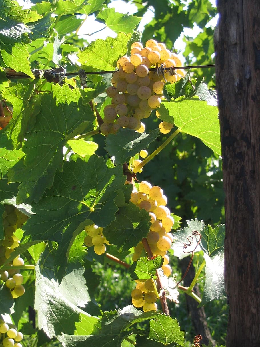 grapes, white, vine, vineyard, wine, winery, beamsville bench HD wallpaper