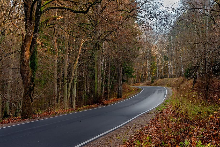Way, Forest, Tree, Asphalt, View, landscape, warmia, nature HD wallpaper