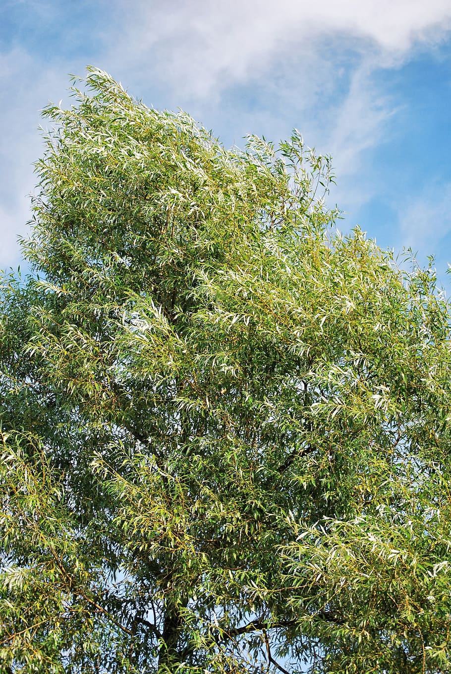 tree, green, foliage, summer, nature, plant, growth, sky, green color HD wallpaper