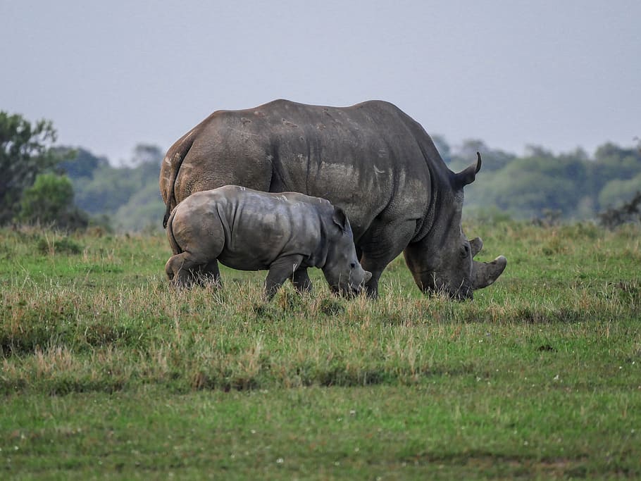 two gray rhinoceroses on grass field, young animal, eat, savannah