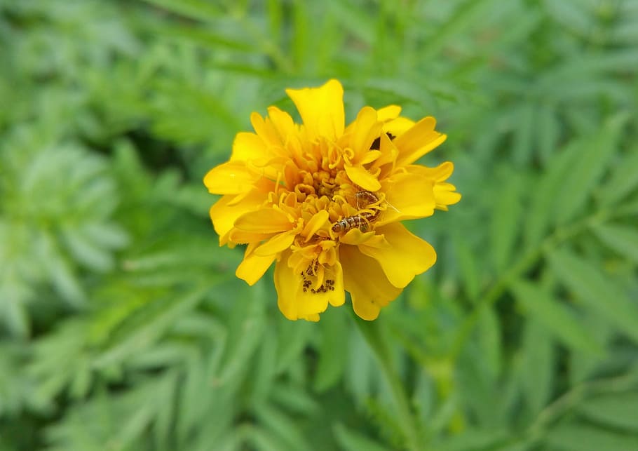 flower, worm, insect, flowering plant, fragility, freshness HD wallpaper