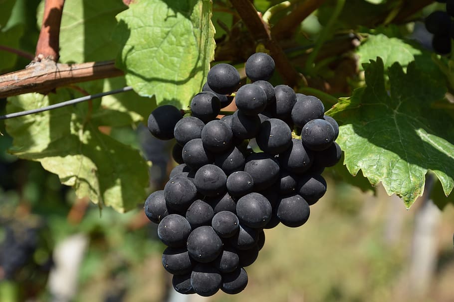 selective focus photo of blueberries, grape, red, red grapes HD wallpaper
