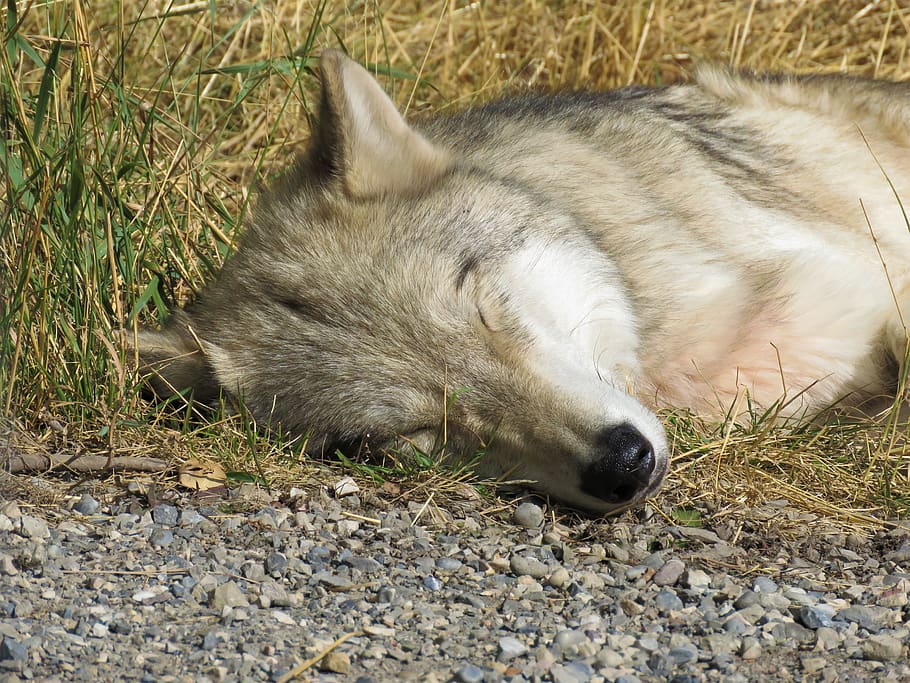 wolfdog, sleeping, napping, rest, sanctuary, yamnuska, one animal HD wallpaper