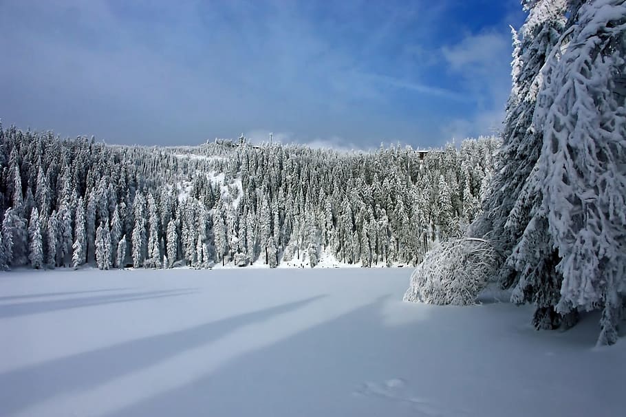 pine trees covered with snow photography, winter, wintry, cold HD wallpaper
