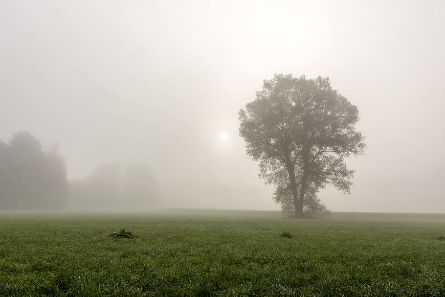 fog, tree, landscape, forest, nature, mysterious, winter, sky HD wallpaper