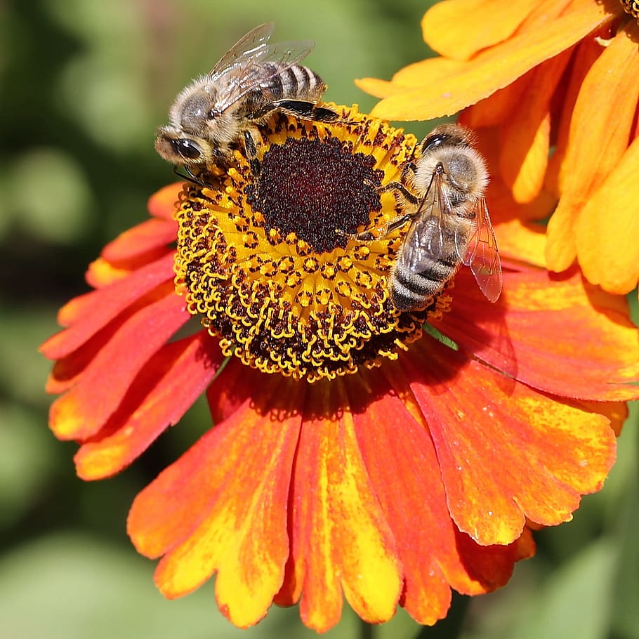 bee, blossom, bloom, collect, pollen, plant, macro, insect HD wallpaper
