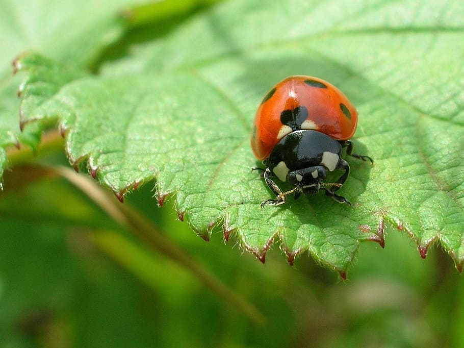 ladybug, sheet, ladybird, insect, macro, nature, animal wildlife HD wallpaper