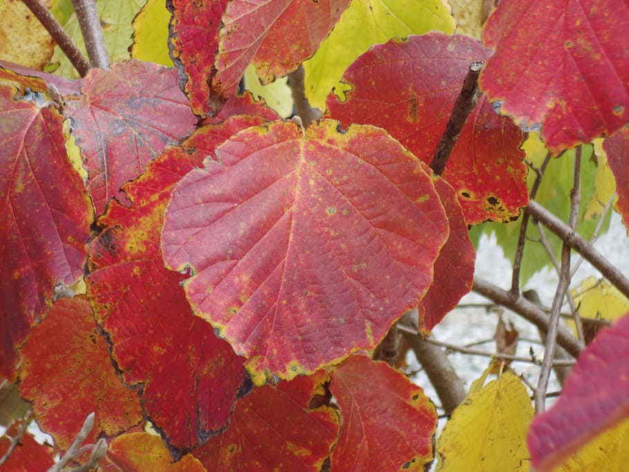 autumn, leaf, red, hazel tree, red leaves, nature, herb mood HD wallpaper