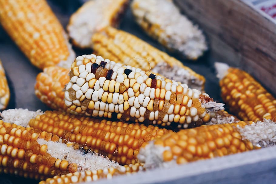 corn cob, vegetable, market, healthy, fresh, food, organic HD wallpaper