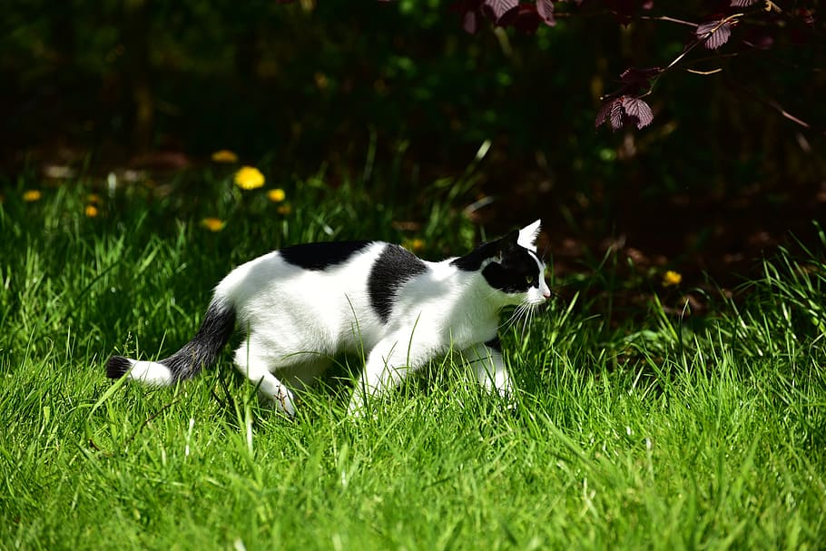 cat, sun, hell, shadow, sneak, domestic cat, mieze, peaceful HD wallpaper