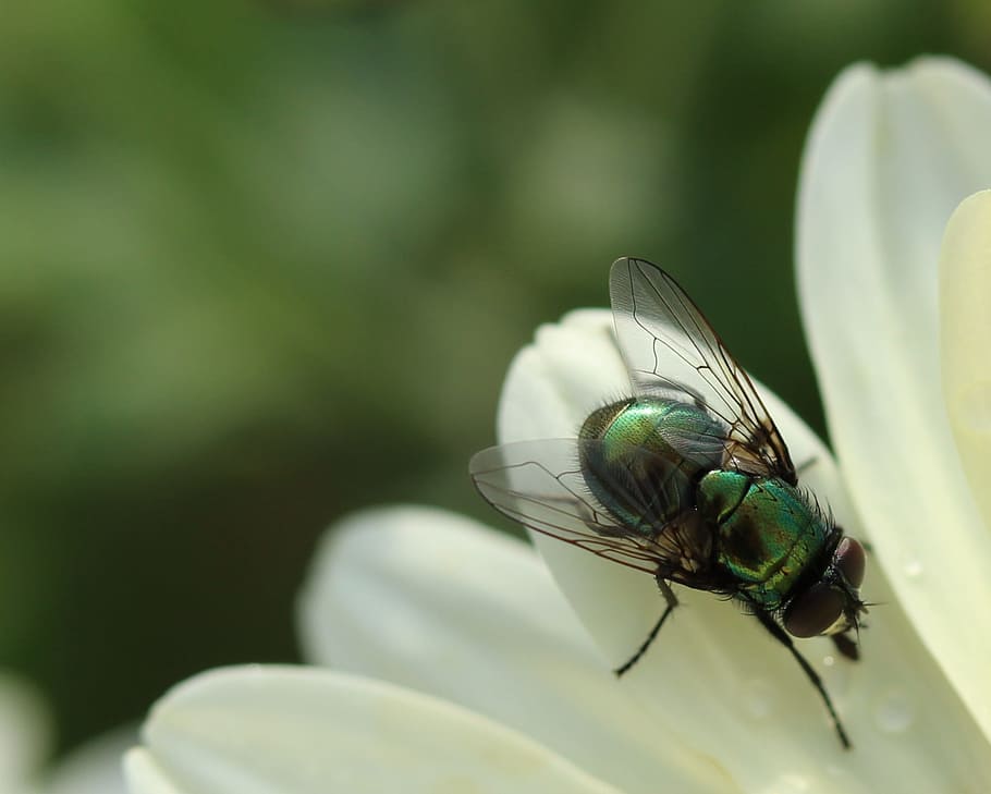 fly, insect, wing, close, macro, animal, flight insect, green HD wallpaper