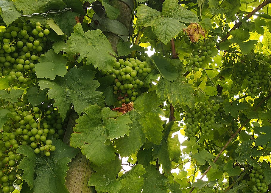 grapes, vines, lush, green, healthy eating, food and drink HD wallpaper