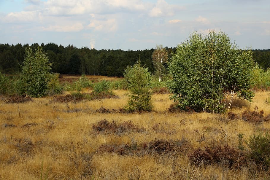 Heide, Heather, Nature, Heathland, retama, birch, landscape, HD wallpaper