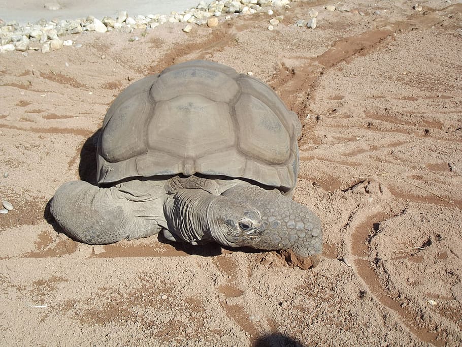 gray tortoise on sand, Aldabra Tortoise, Reptile, Giant, testudinidae, HD wallpaper
