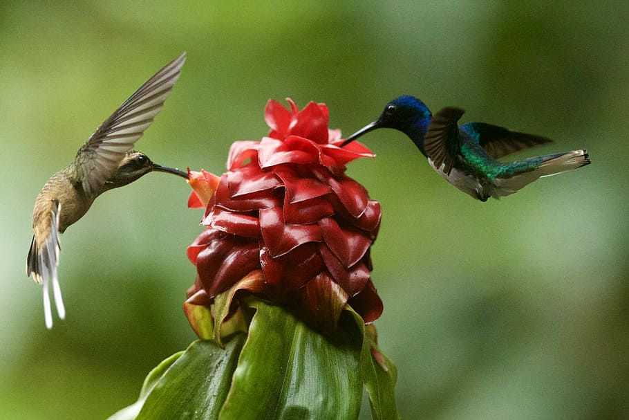 two brown hummingbirds macro photography, two brown and blue hummingbirds, HD wallpaper