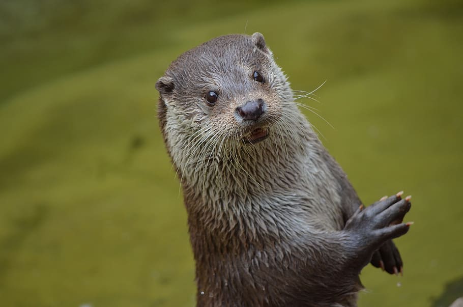 HD wallpaper: black wet weasel, otter, cute, animal, mammal, wildlife ...