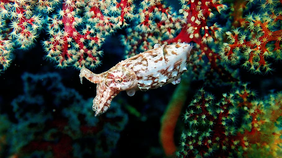 Diving, Macro, Indonesia, Sulawesi, lembeh, cuttlefish, camouflage, HD wallpaper