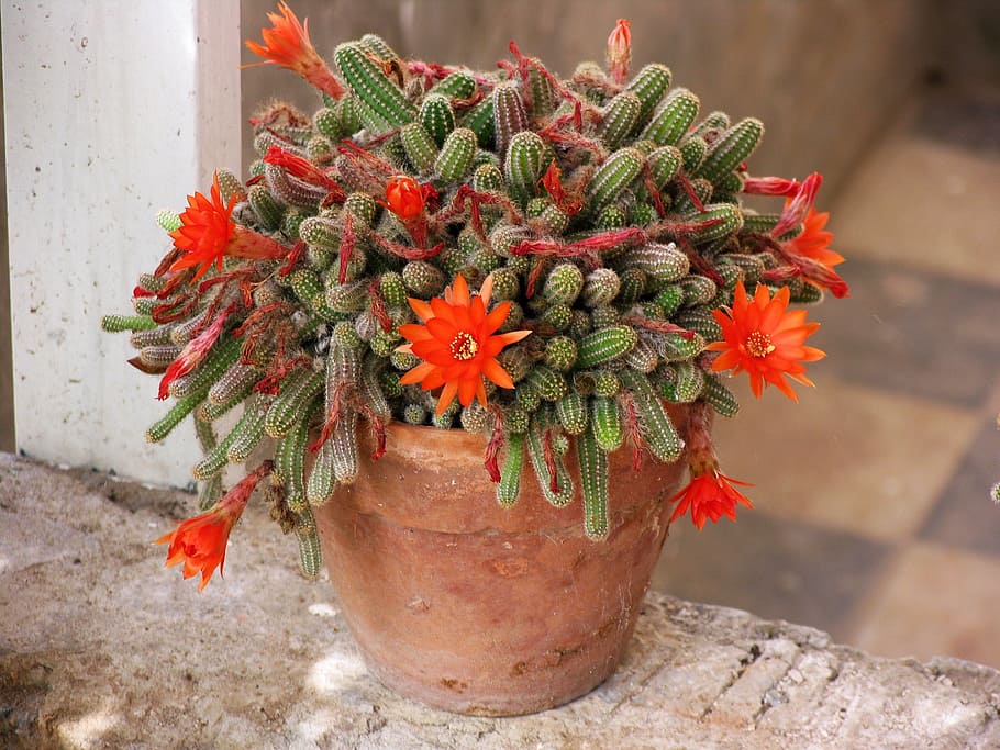 cactus, flowering cactus, tile, pot, orange flower, nature HD wallpaper