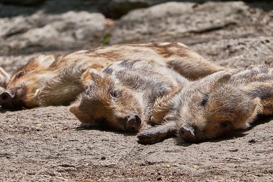 piglet, tired, sleep, group, rest, concerns, sleepy, fatigue HD wallpaper