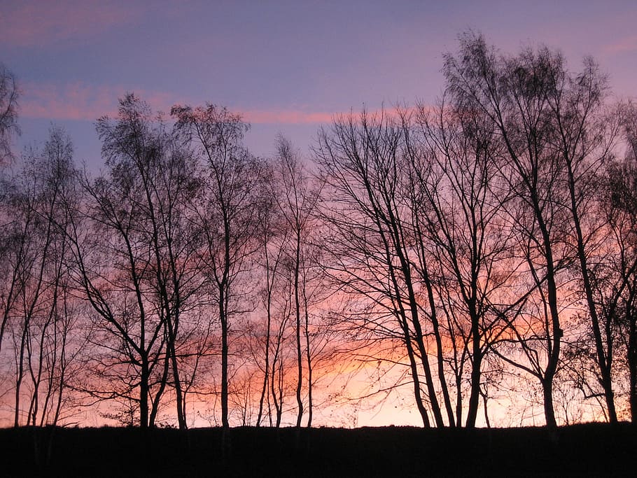 afterglow, forest, tree, sky, sunset, atmospheric, pink, aesthetic HD wallpaper