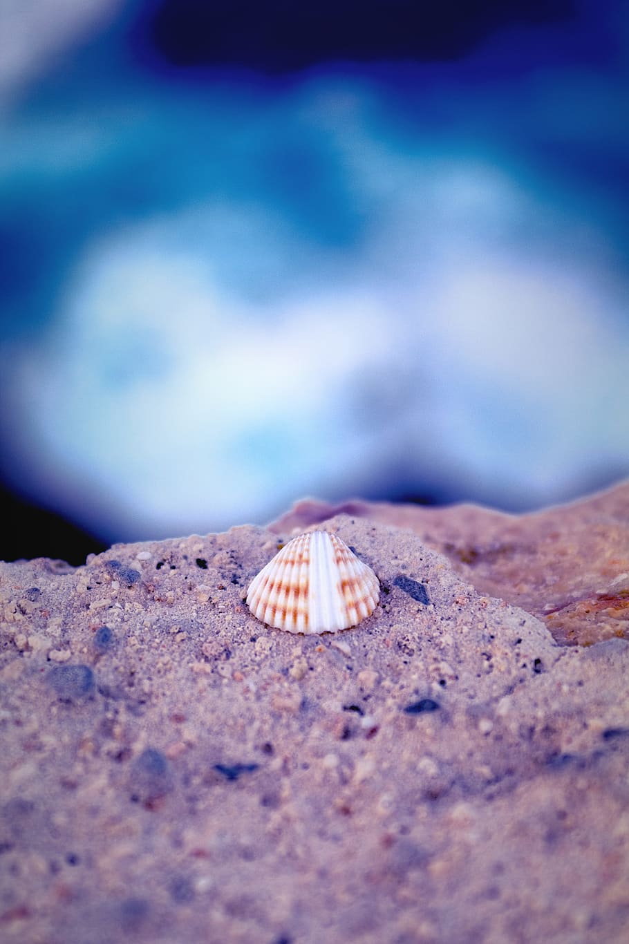 shell, sea, water, blue, sand, stone, macro, nature, selective focus HD wallpaper