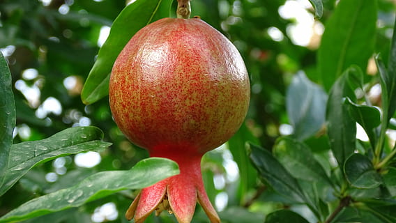 red pomegranate, georgia, fruit, nature, food, ripe, leaf, freshness HD wallpaper