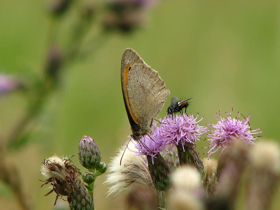 butterfly, thistle, flower, insect, wing, close, probe, brown HD wallpaper
