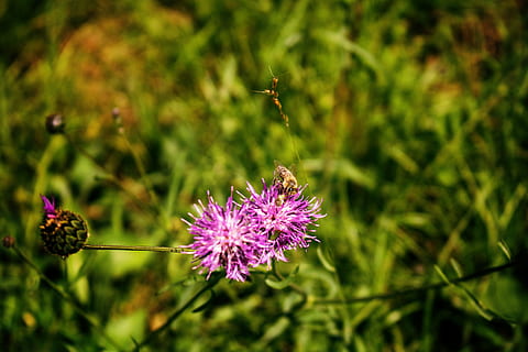 bee, flower, blossom, bloom, plant, insect, macro, nature, close HD wallpaper