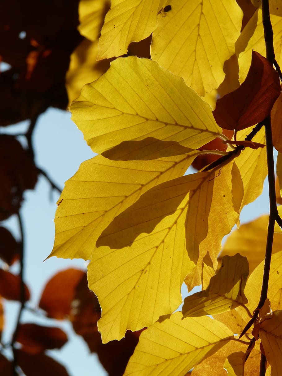 Beech, Fagus Sylvatica, deciduous tree, golden autumn, golden october HD wallpaper
