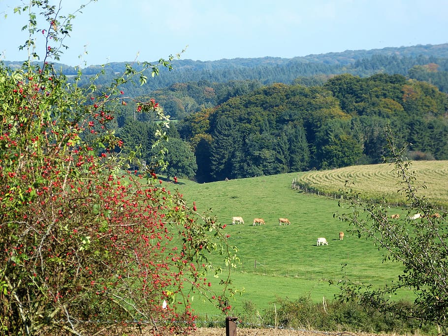 nature, forest, landscape, forests, green, vision, cows, plant HD wallpaper